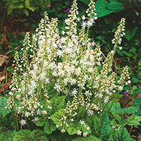 Foamflower, Allegheny Foamflower, Heartleaf Foamflower (Tiarella cordifolia)