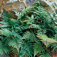 Autumn Fern (Dryopteris erythrosora)