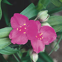 Spiderwort (Tradescantia andersoniana)