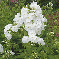 Garden Phlox, Summer Phlox (Phlox paniculata)