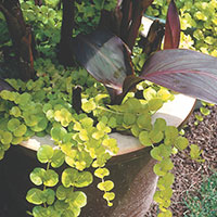 Creeping Jenny, Moneywort (Lysimachia nummularia)