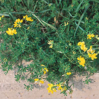 Double Bird's Foot Trefoil (Lotus corniculatus)