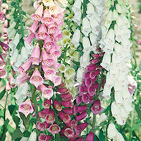 Common Foxglove (Digitalis purpurea)