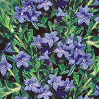 Lithodora, Indian Plant (Lithodora diffusa)