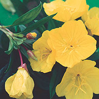 Evening Primrose, Ozark Sundrops (Oenothera missouriensis)