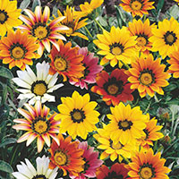 Gazania (Gazania hybrid)