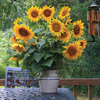 Sunflower (Helianthus hybrid)