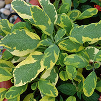 Golden Sage 'Icterina' (Salvia officinalis)