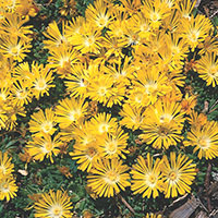 Annual Ice Plant (Delosperma congesta)