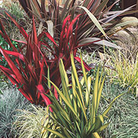 New Zealand Flax Hybrid (Phormium Hybrid)