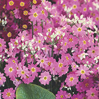 Fairy Primrose, Baby Primrose (Primula malacoides)