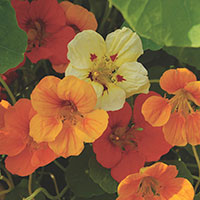 Nasturtium, Indian Cress, Monk's Cress (Tropaeolum majus)
