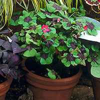 Oxalis, Lucky Clover (Oxalis tetraphylla)