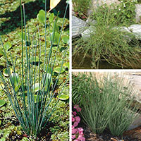 Juncus, Rush (Juncus species)