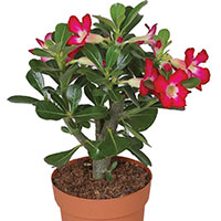 Adenium Obesum (Adenium obesum)