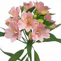 Peruvian Lily, Lily of the Incas (Alstroemeria species)