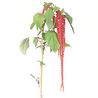 Amaranthus (Amaranthus caudatus)
