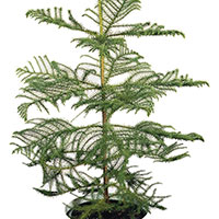 Norfolk Pine (Araucaria heterophylla)