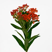 Asclepias (Asclepias species)