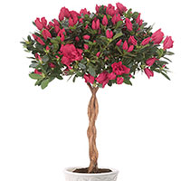 Azalea Tree (Azalea hybrid)