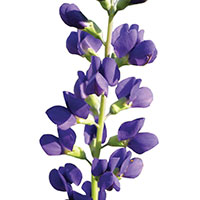 Baptisia (Baptisia australis)