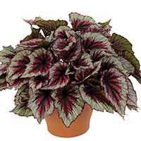 Begonia Rex (Begonia rex)