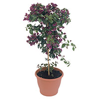 Bougainvillea Tree Indoors (Bougainvillea species)