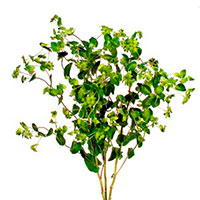 Bupleurum (Bupleurum species)