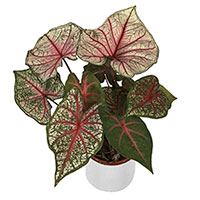 Caladium Indoors (Caladium bicolor)