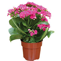 Calandiva® Calandiva® (Kalanchoe hybrid)