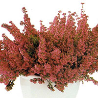 Heather Indoors (Erica species)