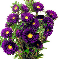 Aster (Matsumoto) (Callistephus chinensis)