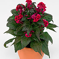 Celosia (Celosia species)