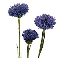 Cornflower (Centaurea cyanus)