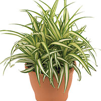 Spider Plant Indoors (Chlorophytum comosum)