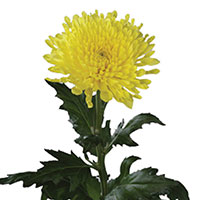 Chrysanthemum (Comm) (Chrysanthemum morifolium)