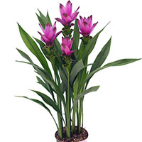 Curcuma (Curcuma alismatifolia)