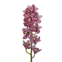 Cymbidium (Cymbidium species)