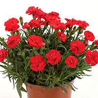 Dianthus Indoors (Dianthus caryophyllus)