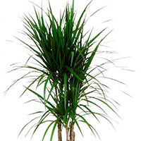 Dracaena, Spikes (Dracaena species)