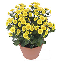 Chrysanthemum Fleurette (Chrysanthemum hybrid)