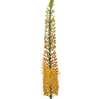 Eremurus (Eremurus species)