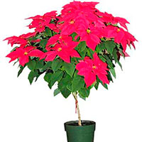 Poinsettia Tree (Euphorbia pulcherrima)