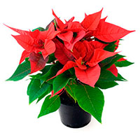 Poinsettia (Euphorbia pulcherrima)