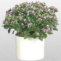 Exacum / Persian Violet Indoors (Exacum affine)