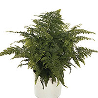 Fern Indoors