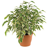 Ficus (Ficus benjamina)