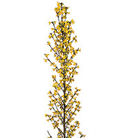 Forsythia (Forsythia species)