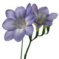 Freesia (Freesia species)