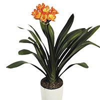 Clivia Minata (Clivia minata)